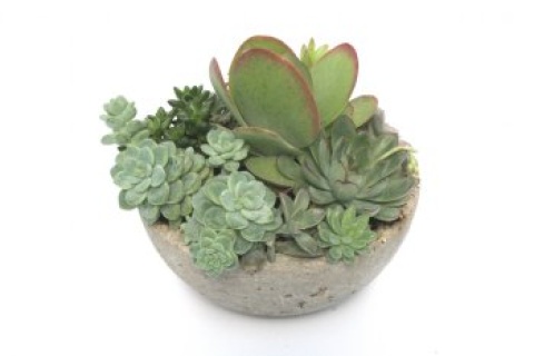 Hand Crafted Succulent Bowl by Bennett Plants-Large