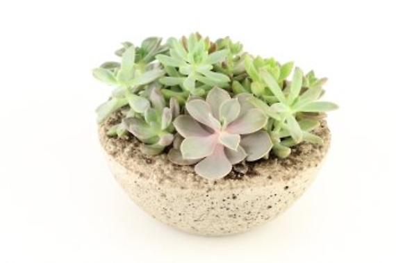 Small Succulent Bowl by Bennett Plants