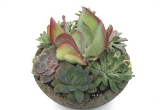 Large Handcrafted Succulent