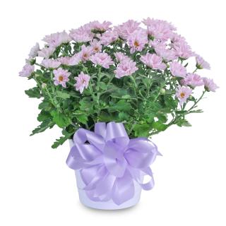 Lavender Chrysanthemum in Ceramic Container