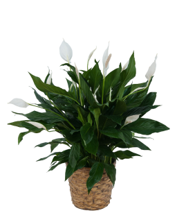 Peace Lily Plant in Wicker Basket