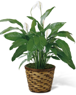 Peace Lily Floor Plant (Spathiphyllum)